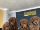 Renk Renk Orji̇nal Toy Poodle Yavrularimiz Güncel Ankara