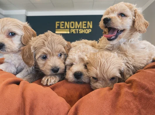 Tr Ni̇n En Güzel Malti̇po Yavrulari Renk Renk Ankara görsel