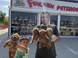 Renk Renk Orji̇nal Toy Poodle Yavrularimiz Güncel Ankara