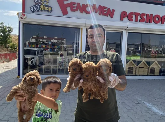 Renk Renk Orji̇nal Toy Poodle Yavrularimiz Güncel Ankara görsel