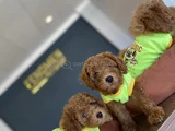 Renk Renk Orji̇nal Toy Poodle Yavrularimiz Güncel Ankara