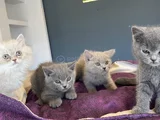 Renk Renk Scottish Fold Ve British Shorthair Yavrulari Ank