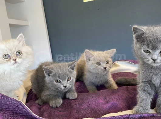 Renk Renk Scottish Fold Ve British Shorthair Yavrulari Ank görsel