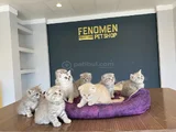 Renk Renk Scottish Fold Ve British Shorthair Yavrulari Ank