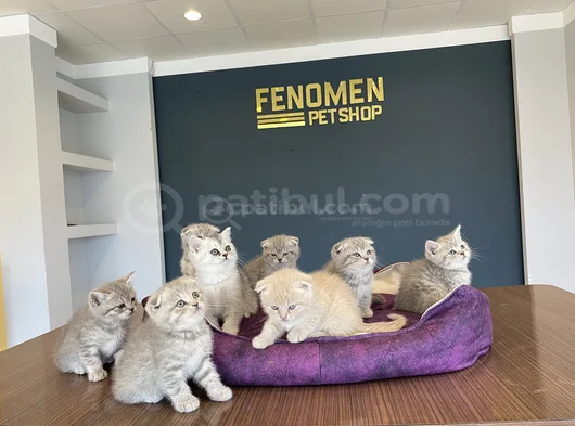 Renk Renk Scottish Fold Ve British Shorthair Yavrulari Ank görsel