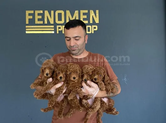 Renk Renk Orji̇nal Toy Poodle Yavrularimiz Güncel Ankara görsel