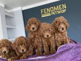RENK RENK ORJİNAL TOY POODLE YAVRULARIMIZ GÜNCEL ANKARA