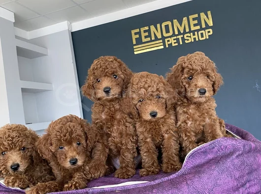 Renk Renk Orji̇nal Toy Poodle Yavrularimiz Güncel Ankara