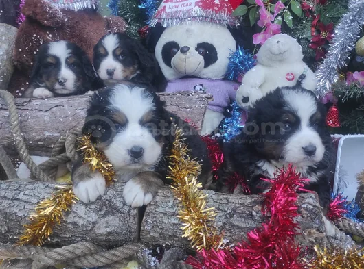 Can Dostu Bernese Mountai̇n Dog görsel