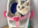 Marshmellow Bebekler