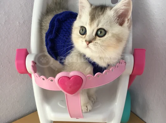 Marshmellow Bebekler görsel