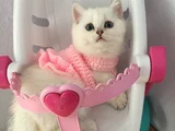 Marshmellow Bebekler