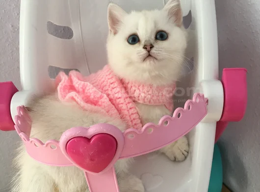 Marshmellow Bebekler görsel