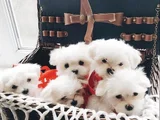 Mini Boy Maltese Terrier