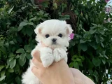 mini boy Maltese terrier