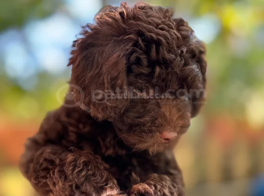 Toy Poodle 3 Aylik Hari̇ka Redbrown Yavrular Tesli̇me Hazir görsel