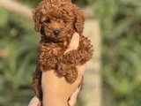 Teacup Boy Korea Kan Poodle