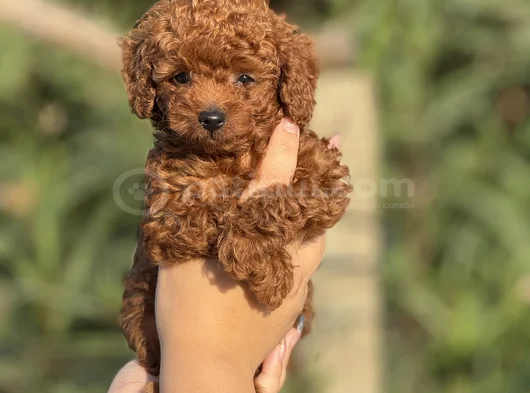 Teacup Boy Korea Kan Poodle görsel