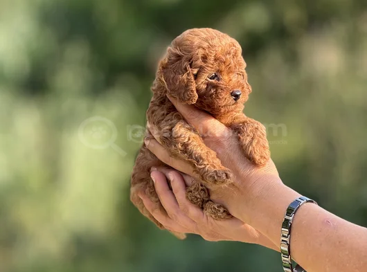 Teacup Boy Korea Kan Poodle görsel