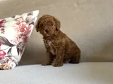 Irk Ve Sağlik Garanti̇li̇ Red Brown Toy Poodle Bebekler
