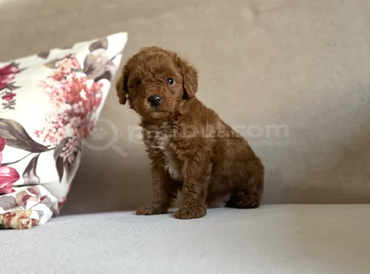 Irk Ve Sağlik Garanti̇li̇ Red Brown Toy Poodle Bebekler görsel