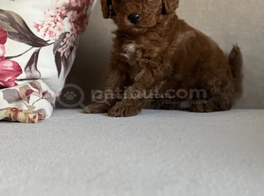 Irk Ve Sağlik Garanti̇li̇ Red Brown Toy Poodle Bebekler görsel