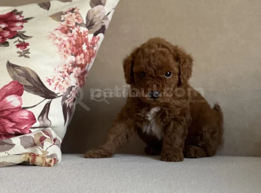 Irk Ve Sağlik Garanti̇li̇ Red Brown Toy Poodle Bebekler
