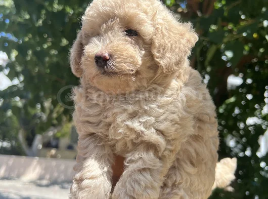 Maltipoo Yavrularım