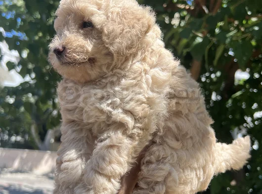 Maltipoo Yavrularım görsel