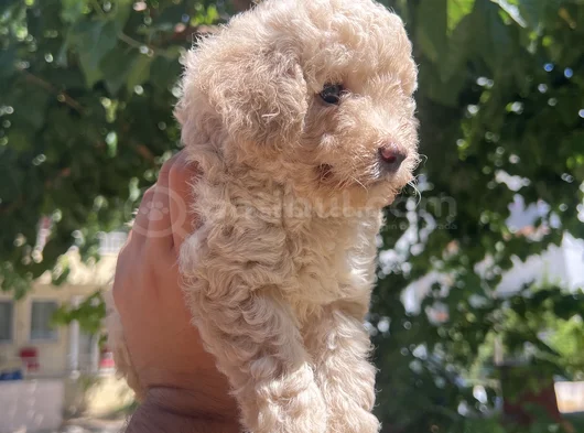 Maltipoo Yavrularım görsel
