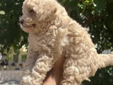 Maltipoo Yavrularım