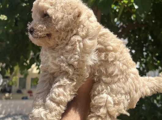 Maltipoo Yavrularım görsel