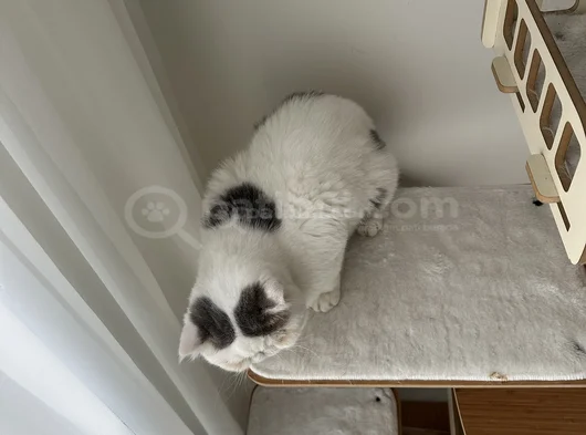 Exotic Shorthair Erkek görsel