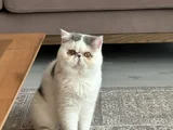 Exotic Shorthair Erkek