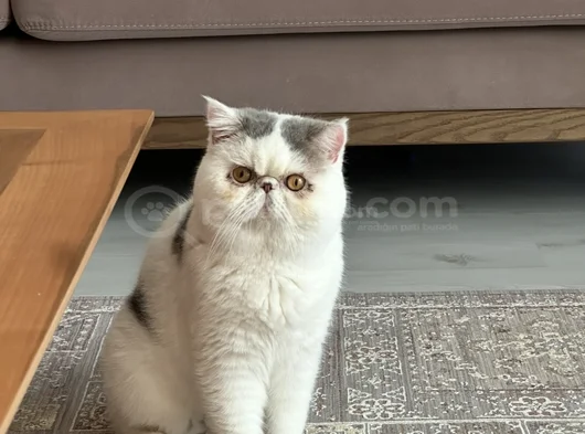 Exotic Shorthair Erkek görsel