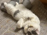 Exotic Shorthair Erkek