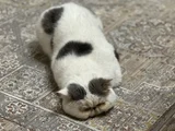 Exotic Shorthair Erkek