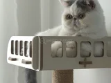Exotic Shorthair erkek