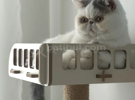 Exotic Shorthair Erkek