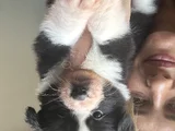 Border Collie Yavruları