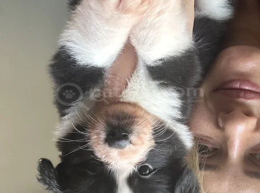 Border Collie Yavruları görsel