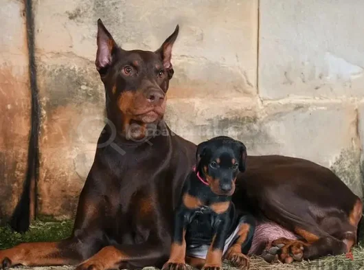 Kalıplı show kalitede doberman yavrular