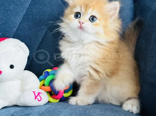 Show Kalite Orijinal British Sh Ve Longhair Golden görsel