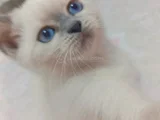 Blupoint yavrularıma yuva arıyorum