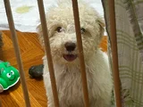 SAĞLIKLI ERKEK MALTIPOO YAVRUSU
