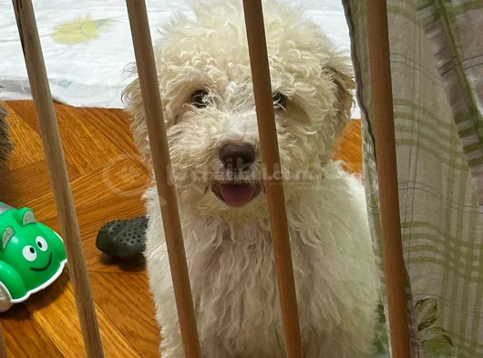 Sağlikli Erkek Maltipoo Yavrusu
