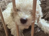 Sağlikli Erkek Maltipoo Yavrusu