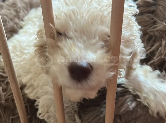 Sağlikli Erkek Maltipoo Yavrusu görsel