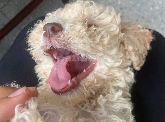 Sağlikli Erkek Maltipoo Yavrusu görsel