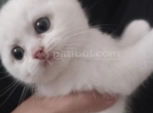 Minigimiz Yeni Yuvasini Arıyor görsel
